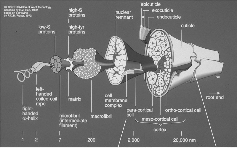 The complex internal structure of wool fibre is the reason wool delivers a myriad of benefits.