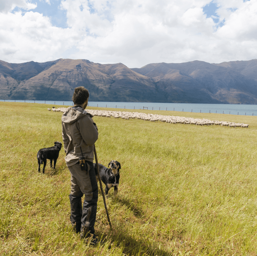 Shepherd and Dogs photo credit Kieren Scott on Minaret Station